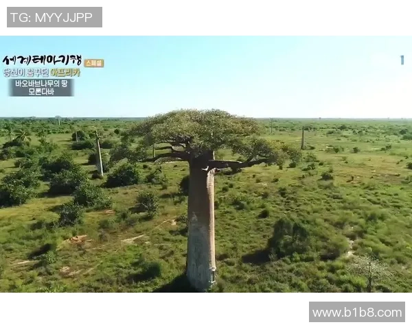 马达加斯加与加突尼斯的精彩对决揭示非洲足球的无限魅力与潜力